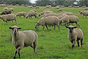 noch mehr Schafe